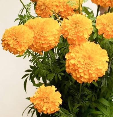 Tagetes ( Marigold ) 'Afro clear orange' 100 Seeds