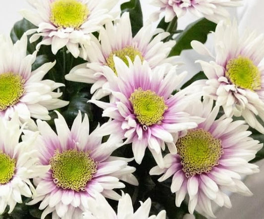 Chrysanthemum morifolium ’Onda’ 100 Seeds