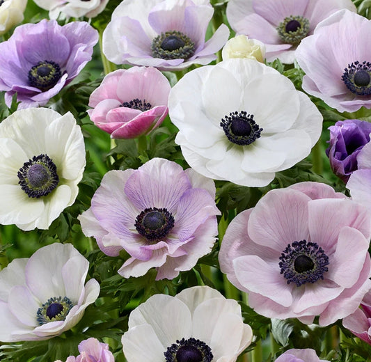 Anemone Galilee Pastel Mix 6 Bulbs