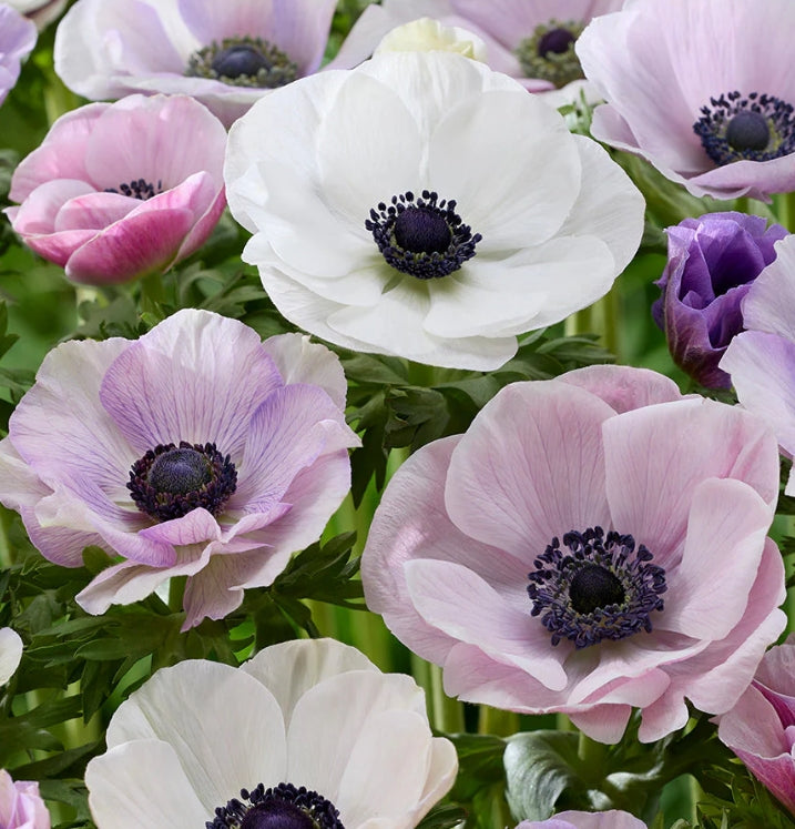 Anemone Galilee Pastel Mix 6 Bulbs