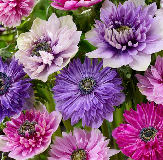 Anemone Fullstar Pastel Mix 6 Bulbs