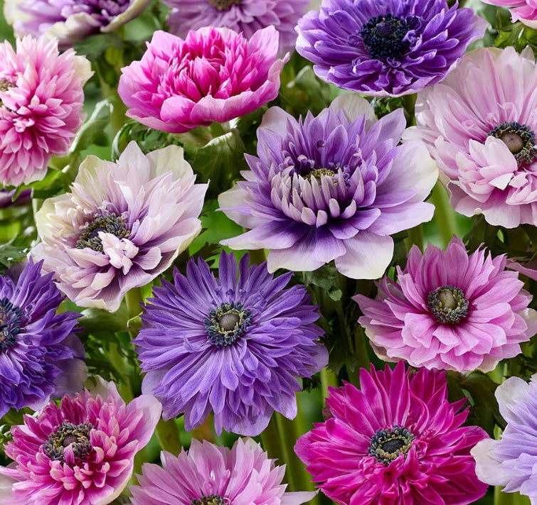 Anemone Fullstar Pastel Mix 6 Bulbs