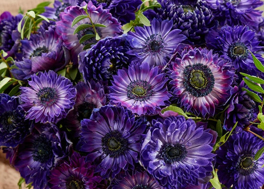 Anemone Fullstar Blue 6 Bulbs