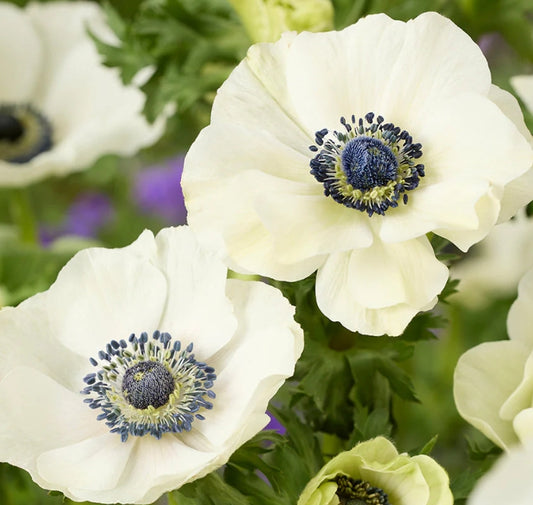 Anemone Galilee White 6 Bulbs