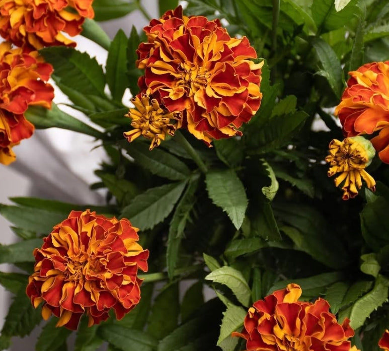Tagetes ( Marigold ) 'Zenith red' 100 Seeds
