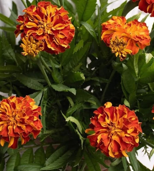 Tagetes ( Marigold ) 'Zenith red' 100 Seeds