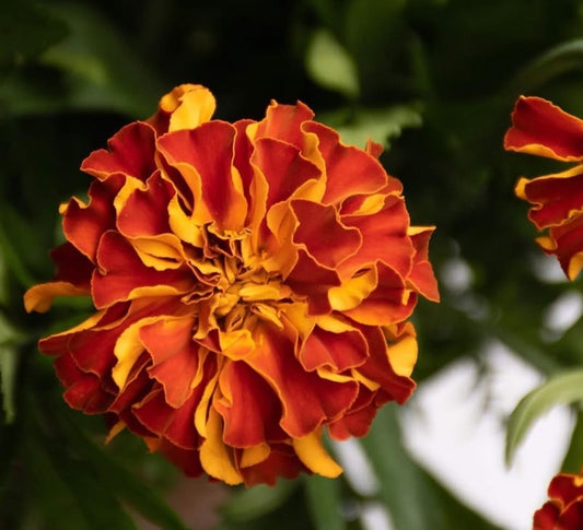 Tagetes ( Marigold ) 'Zenith red' 100 Seeds