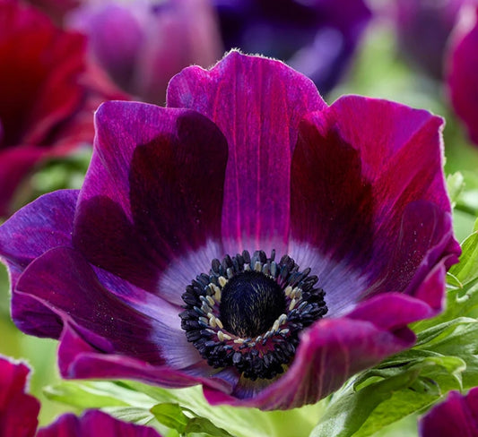 Anemone Galilee Bordeaux 6 Bulbs