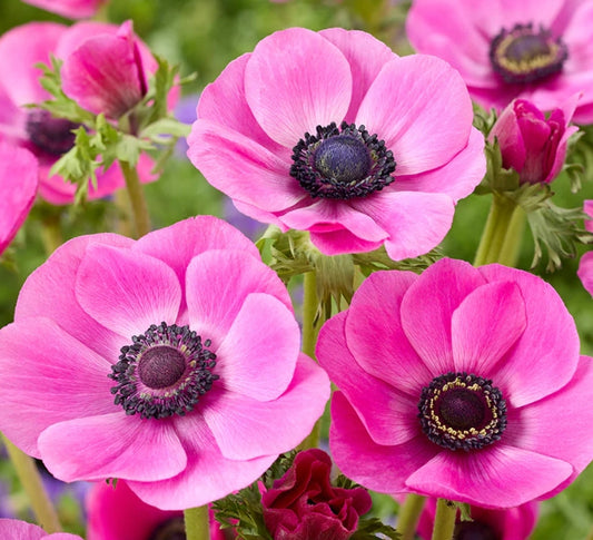 Anemone Galilee Pink 6 Bulbs