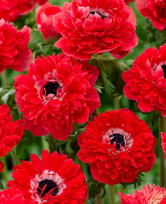 Anemone Fullstar Red 6 Bulbs