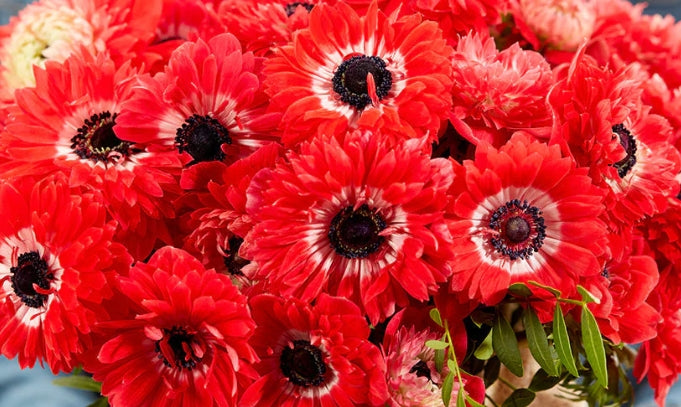 Anemone Fullstar Red 6 Bulbs