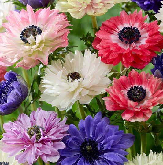 Anemone Fullstar Mix 6 Bulbs