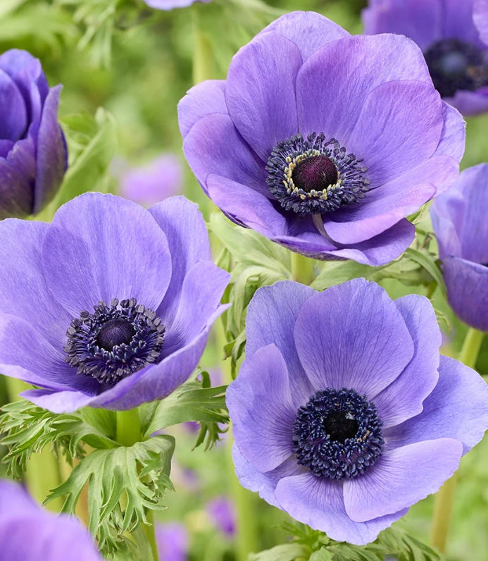 Anemone Galilee Blue 6 Bulbs