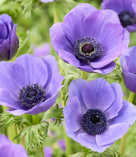 Anemone Galilee Blue 6 Bulbs
