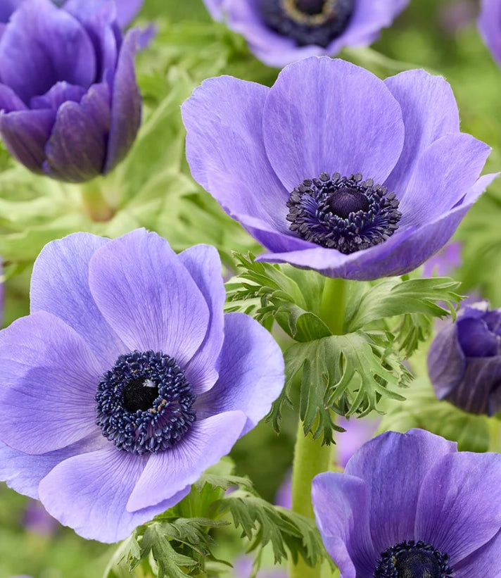 Anemone Galilee Blue 6 Bulbs