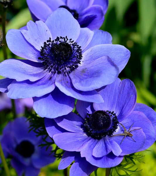 Anemone de Caen Mr. Fokker 6 Bulbs