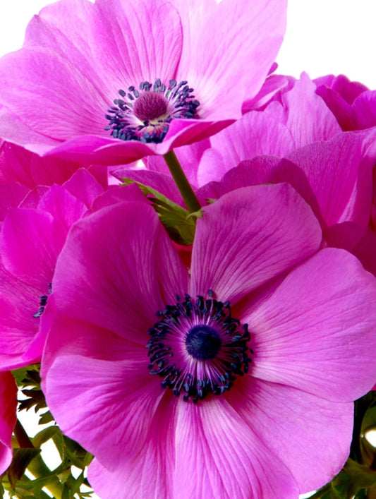 Anemone de Caen Sylphide 6 Bulbs