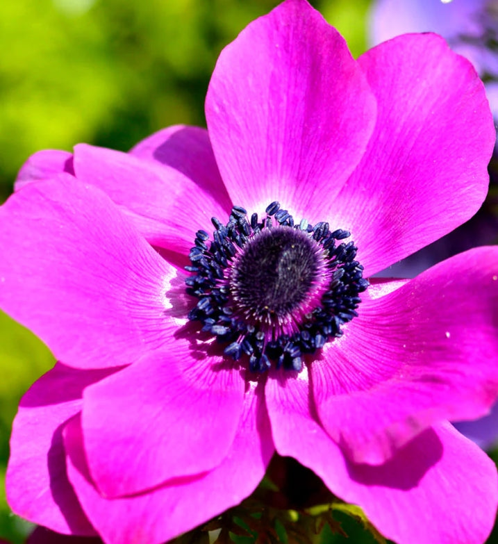 Anemone de Caen Sylphide 6 Bulbs
