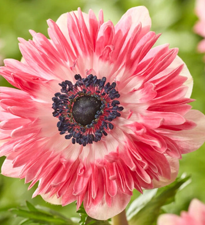 Anemone Fullstar Red/White 6 Bulbs