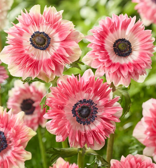Anemone Fullstar Red/White 6 Bulbs