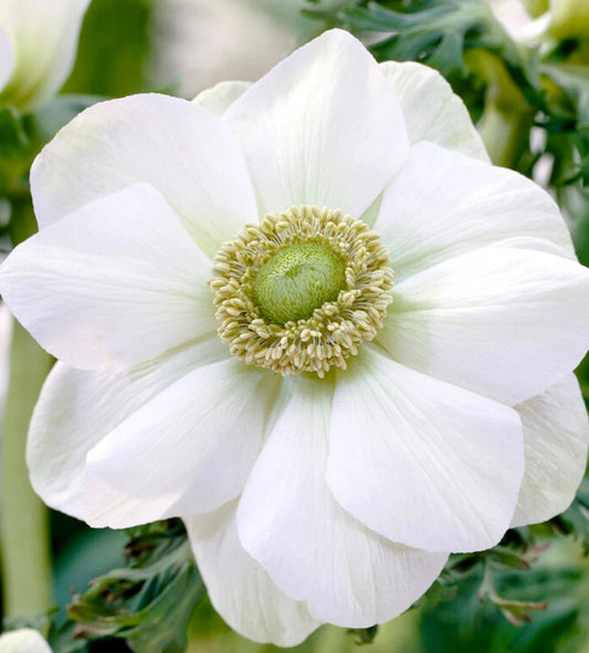 Anemone de Caen The Bride 6 Bulbs