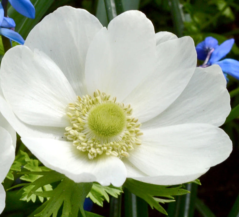 Anemone de Caen The Bride 6 Bulbs