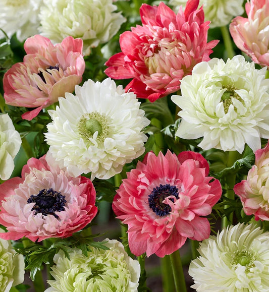 Anemone Strawberry & Cream Collection 6 Bulbs