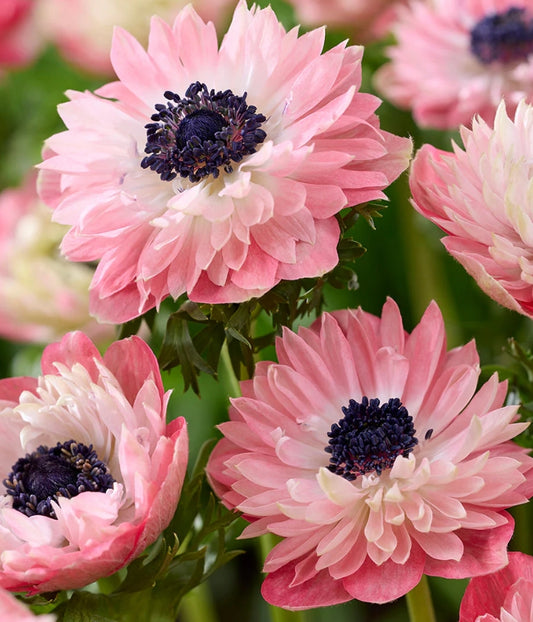 Anemone Fullstar Strawberry 6 Bulbs