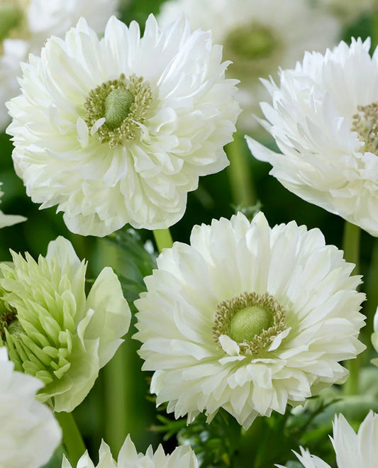Anemone Fullstar White 6 Bulbs