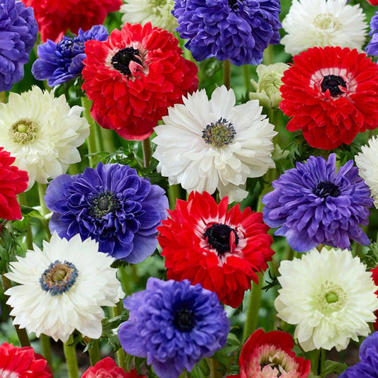 Anemone Stars and Stripes Collection 6 Bulbs