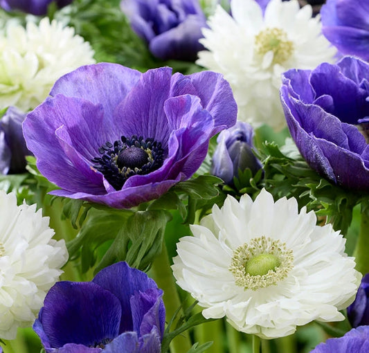 Anemone White Blues Collection 6 Bulbs