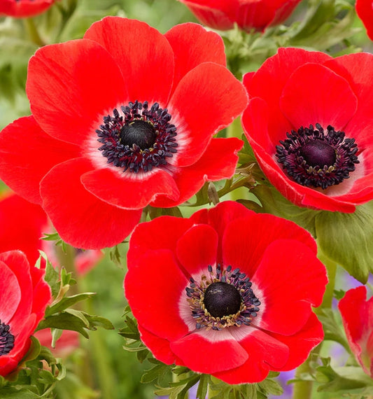 Anemone Galilee Red 6 Bulbs