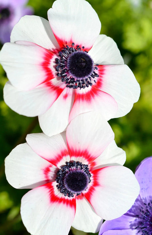 Anemone de Caen Bi-Color 6 Bulbs