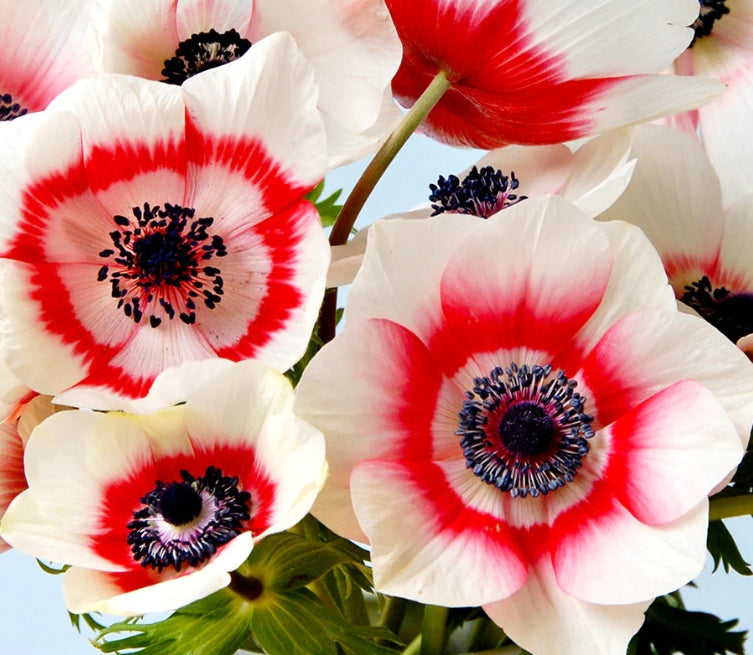 Anemone de Caen Bi-Color 6 Bulbs