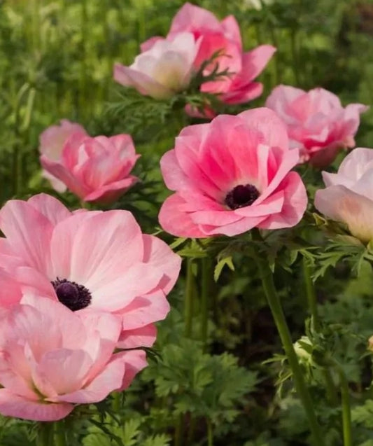 Anemone Mistral rosa chiaro 6 Bulbs