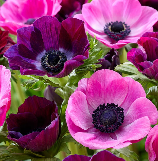 Anemone Pink Dusk Collection 6 Bulbs