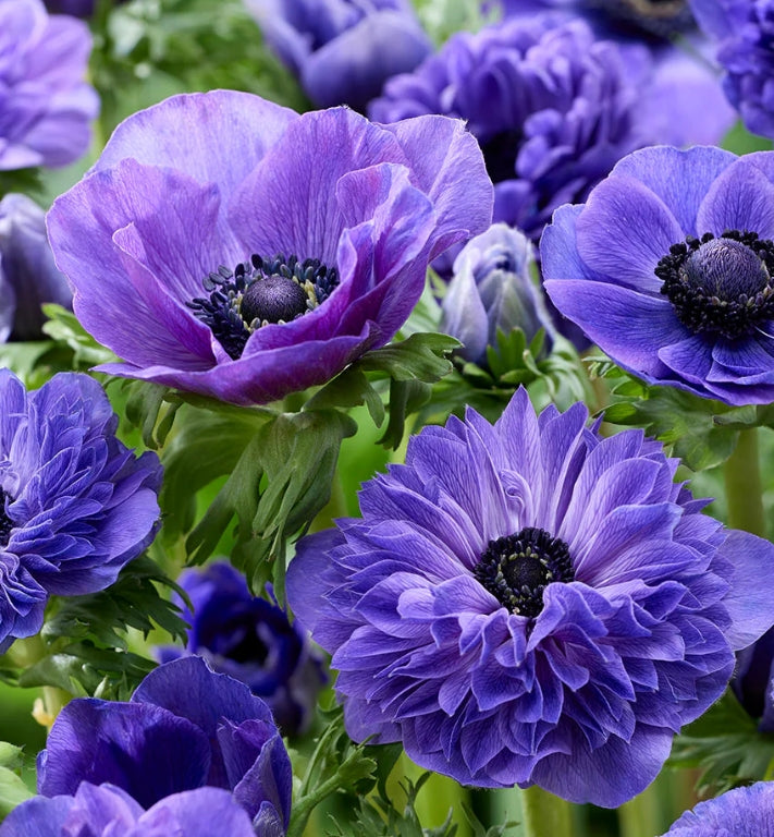 Anemone True Blue Collection 6 Bulbs