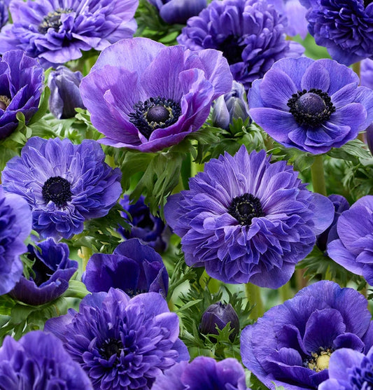 Anemone True Blue Collection 6 Bulbs