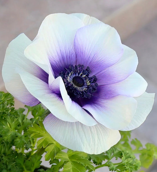 Anemone Rainbow Blue/White 6 Bulbs