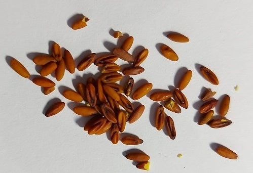 Pelargonium F2 Hybrid Gideon 10 Pellets