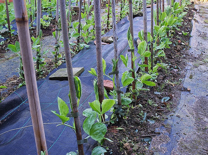 Lathyrus odoratus ( sweet pea ) Japan Series Aurora 20 Seeds